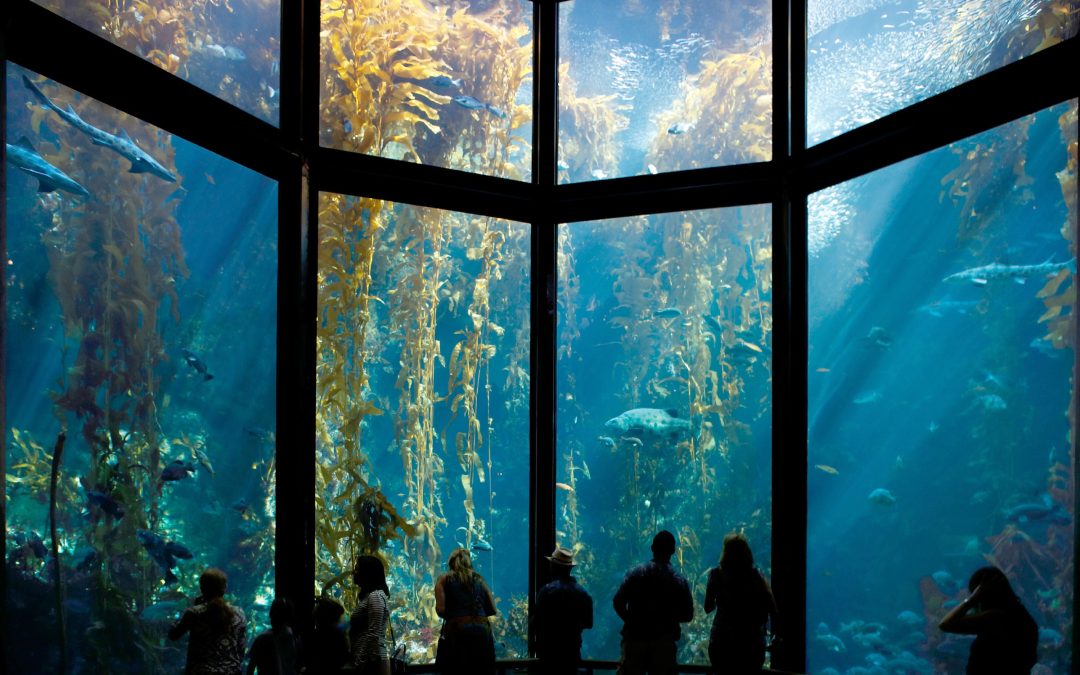 Monterey Bay Aquarium