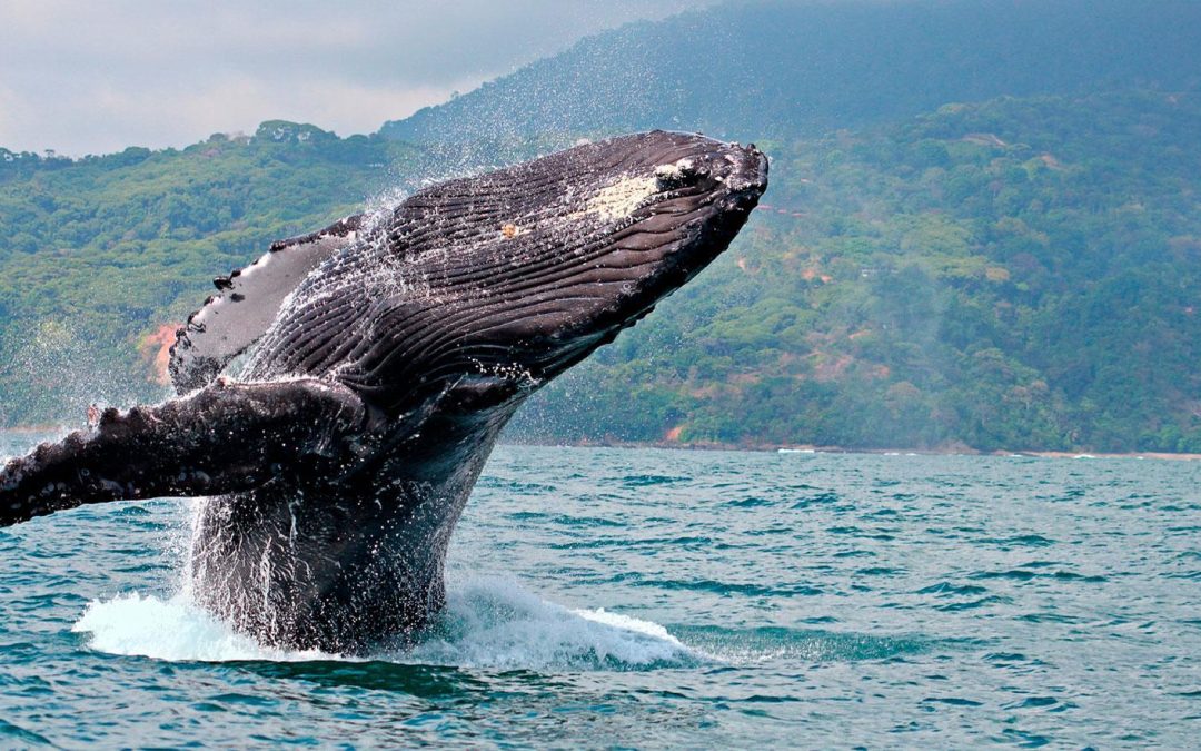 Whale Watching in Marino Ballena National Park